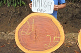 Slab LH19164PAV