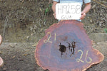 Slab LH19258GUA