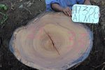 Slab LH17308ALM