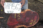 Slab LH19562NAZ