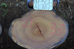 Slab LH17308ALM