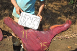 Slab LH17479NAZ
