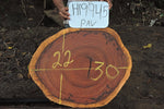 Matchwood/Pava 30x22x2 Cross Cut Slab (H19945)