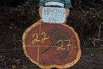 Matchwood/Pava 27x22x2 Cross Cut Slab (H19957)